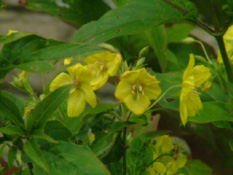 Lysimachia ciliata  bestellen